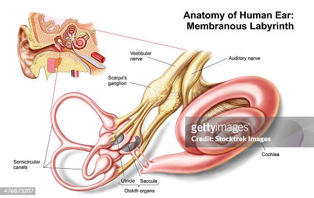 anatomy of human ear, membranous labyrinth. - ear canal stock-grafiken, -clipart, -cartoons und -symbole