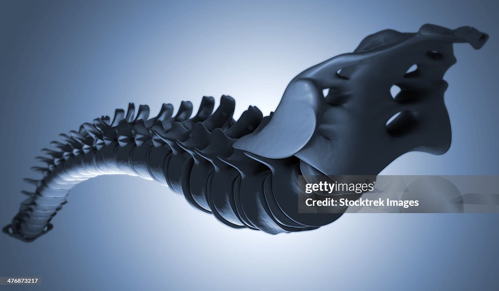 Different Backbone Conceptual Image Of Human Backbone High-Res Vector Graphic - Getty Images