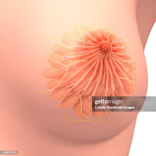 conceptual image of female breast anatomy. - 乳管点のイラスト素材／クリップアート素材／マンガ素材／アイコン素材