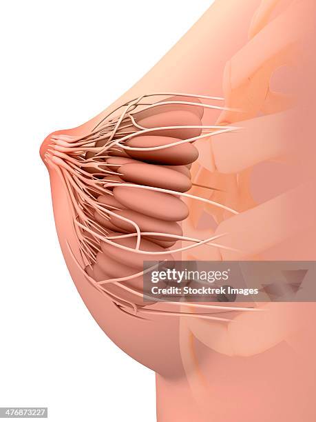 conceptual image of female breast anatomy. - 乳管点のイラスト素材／クリップアート素材／マンガ素材／アイコン素材