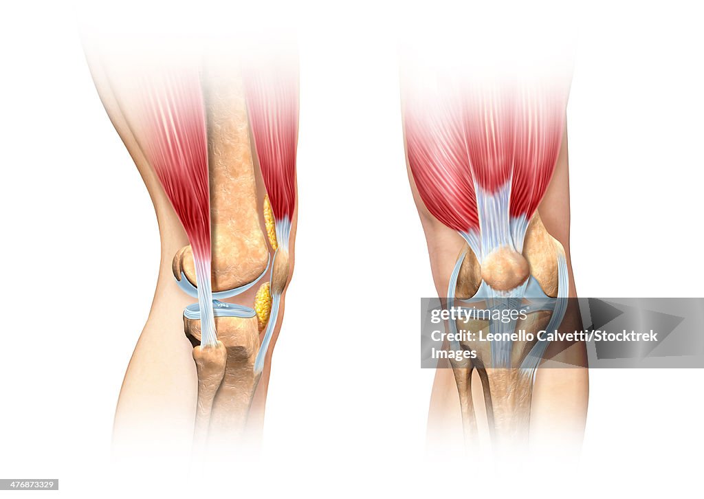 Cutaway illustration of human knee showing detailed side and front views.
