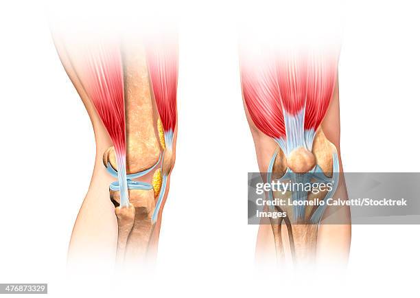 cutaway illustration of human knee showing detailed side and front views. - fibrocartilage stock illustrations