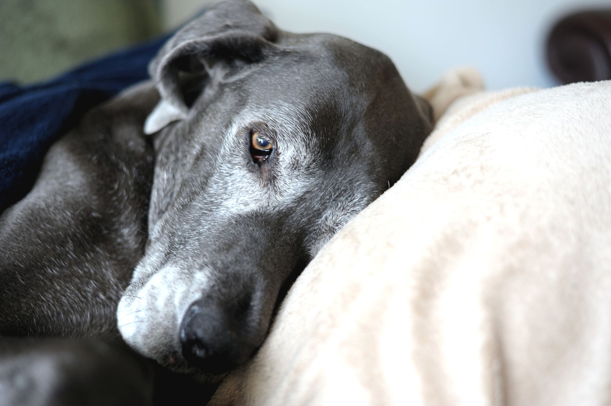 senior dog care