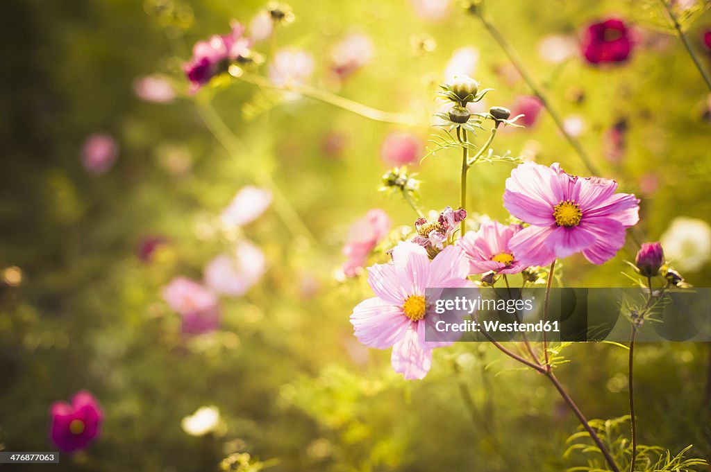 Blossoms of Mexican aster (Cosmos bipinnatus)