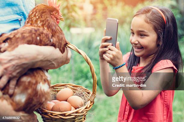 little girl photographing a hen - young photographer stock pictures, royalty-free photos & images