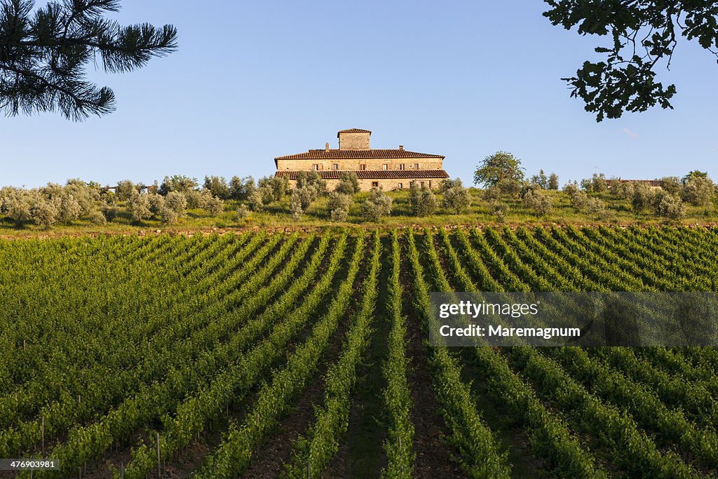 Landscape near Brolio castle