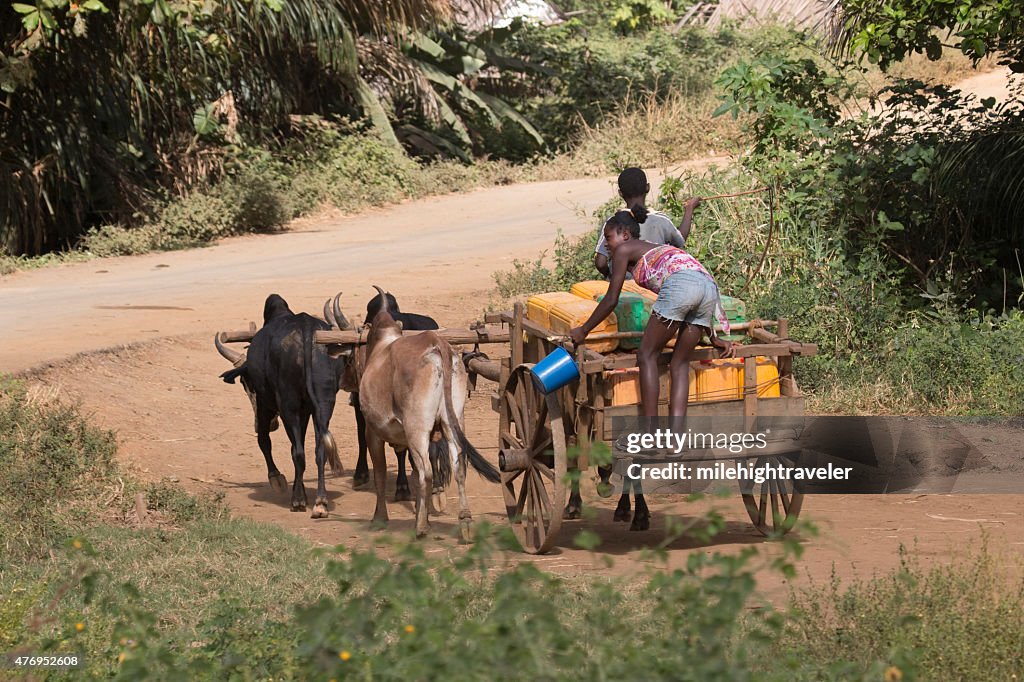 Malagasy Zebu Einkaufswagen paar heben Wasser auf unebenem Madagaskar highway