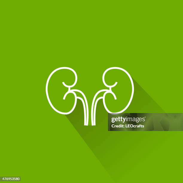 stockillustraties, clipart, cartoons en iconen met human kidney icon - nierbekkenontsteking