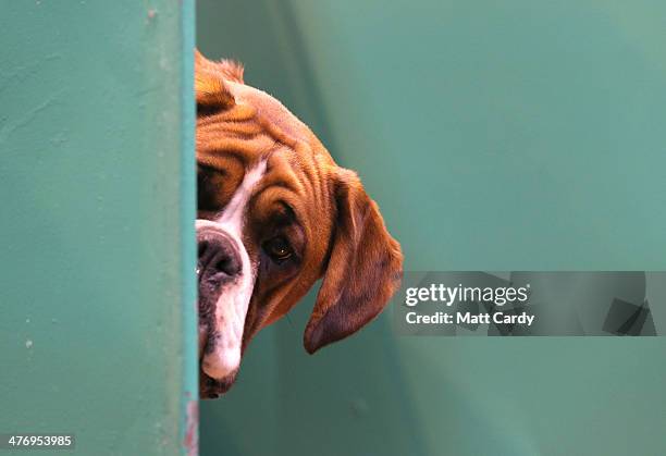 Boxer dog looks out from its kennel on first day of Crufts dog show at the NEC on March 6, 2014 in Birmingham, England. Said to be the largest show...