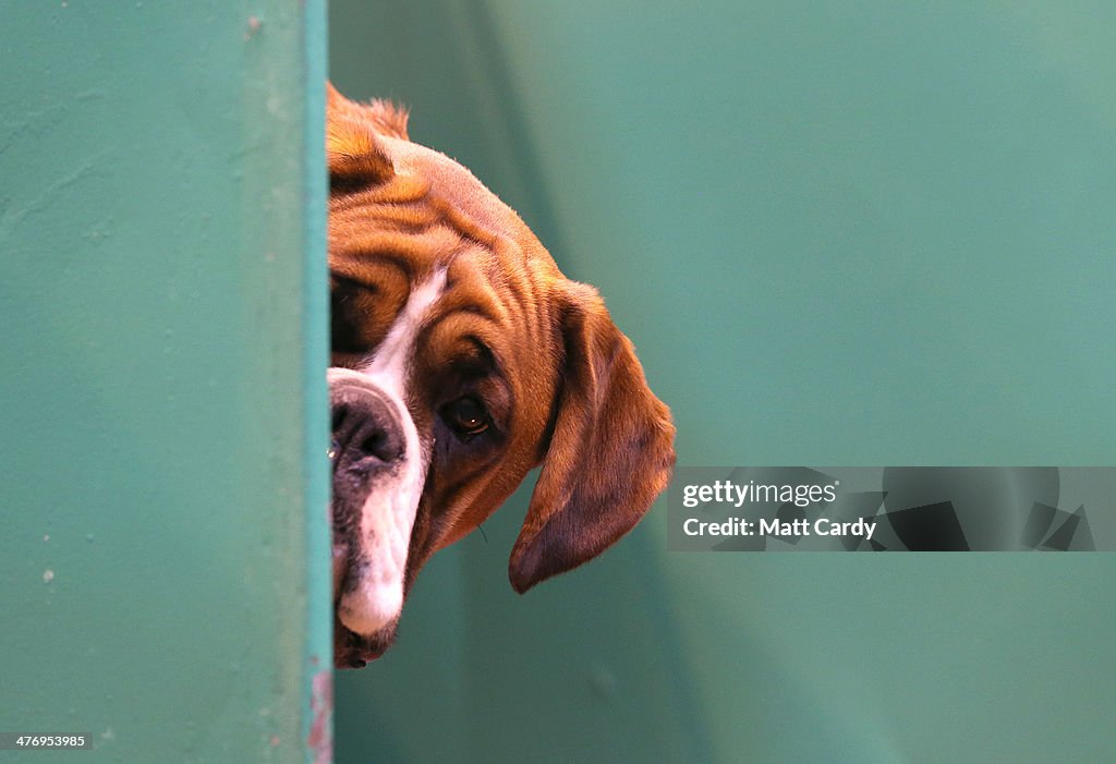 Dogs And Owners Gather For 2014 Crufts Dog Show