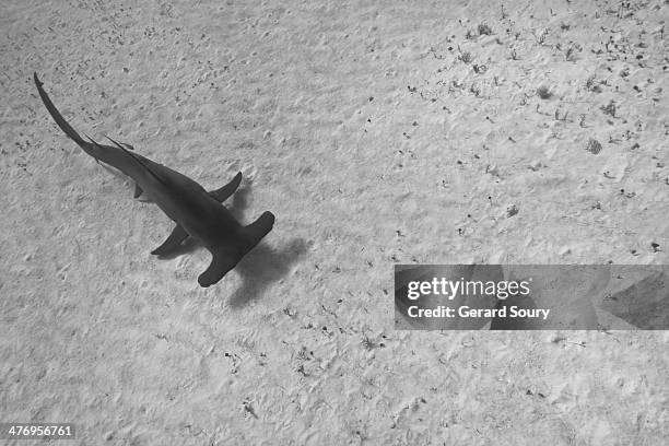 great hammerhead shark - seabed stock pictures, royalty-free photos & images