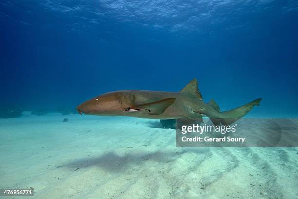 nurse shark swimming - nurse shark stockfoto's en -beelden