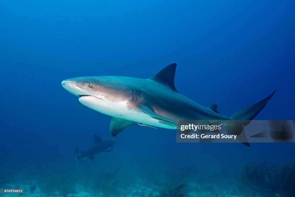 BULL SHARK