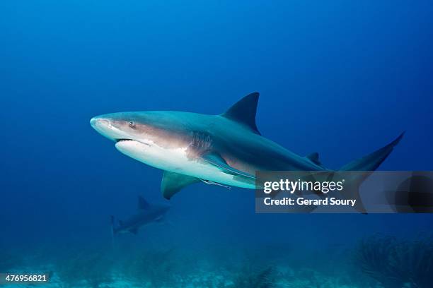 bull shark - bull shark stock pictures, royalty-free photos & images