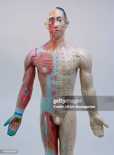 Human figure, male , with full body acupuncture markings and the marking of individual points with Chinese characters.