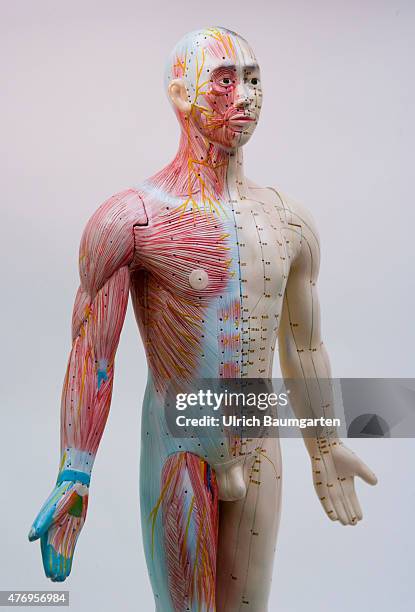 Human figure, male , with full body acupuncture markings and the marking of individual points with Chinese characters.