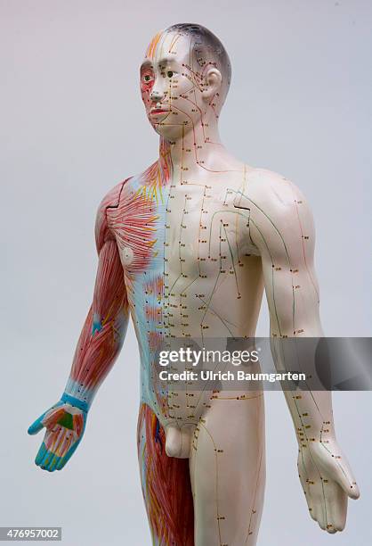 Human figure, male , with full body acupuncture markings and the marking of individual points with Chinese characters.