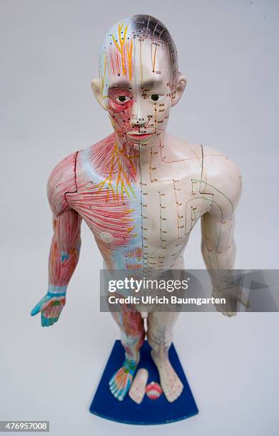 Human figure, male , with full body acupuncture markings and the marking of individual points with Chinese characters.