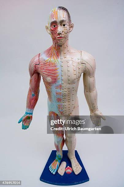 Human figure, male , with full body acupuncture markings and the marking of individual points with Chinese characters.