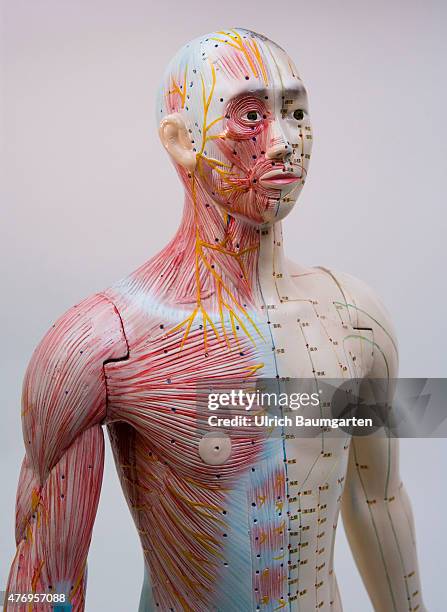 Human figure, male , with full body acupuncture markings and the marking of individual points with Chinese characters.
