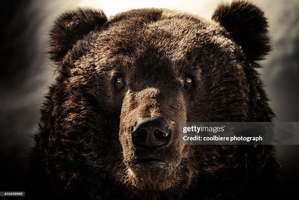 A Brown bear face shot