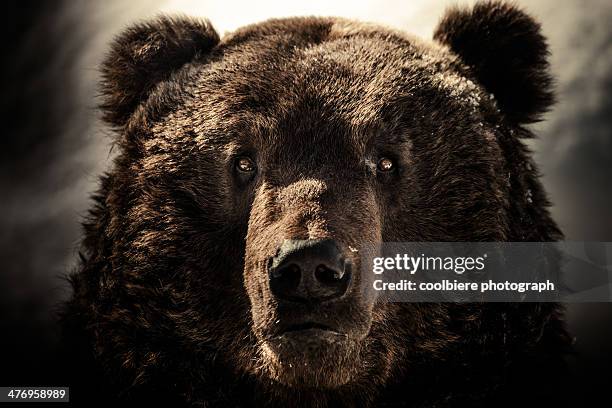 a brown bear face shot - braunbär stock-fotos und bilder