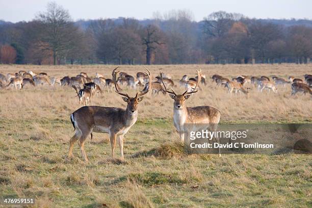 fallow deer, richmond, london, england - richmond park stock pictures, royalty-free photos & images