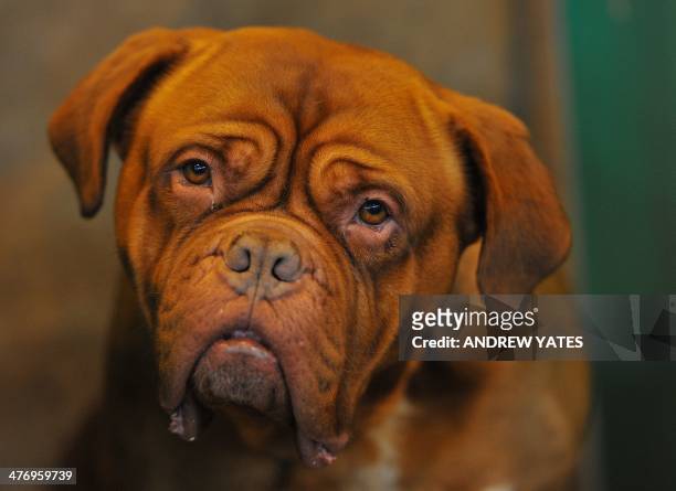 Dogue De Bordeaux dog waits its turn to be shown during the first day of Crufts on March 6, 2014 in Birmingham central England. The annual event sees...