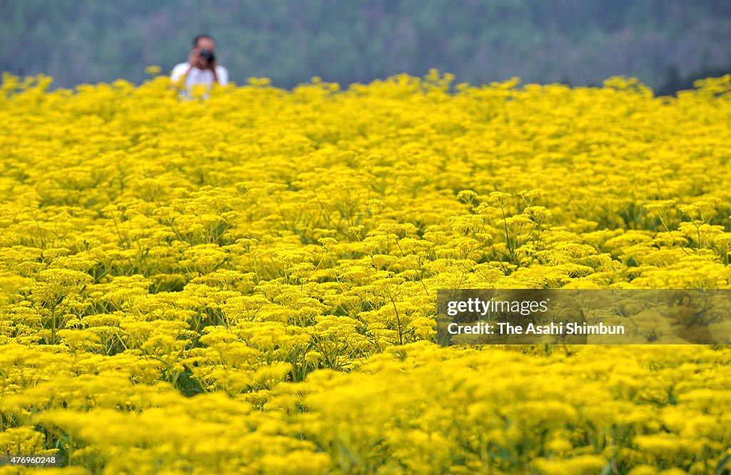 Ominaeshi In Full Bloom