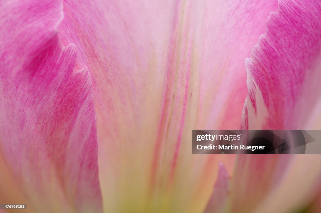 Tulip close up