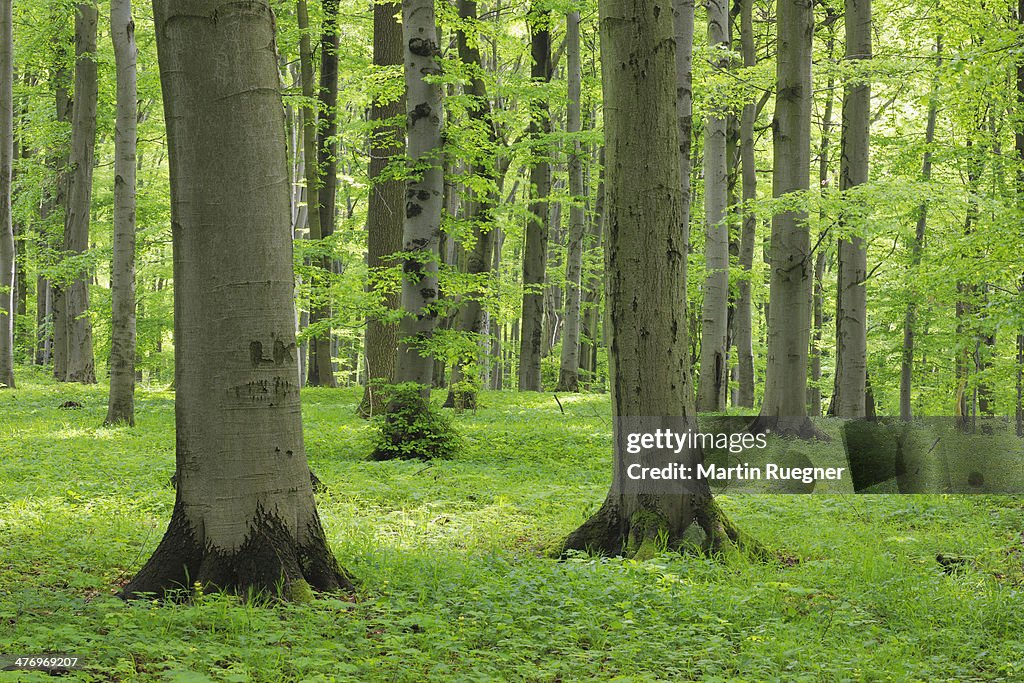 Vital spring beech forest