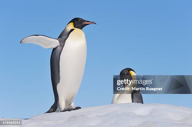 emperor penguin - klapwieken stockfoto's en -beelden