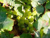 White wine grapes in the Alsace