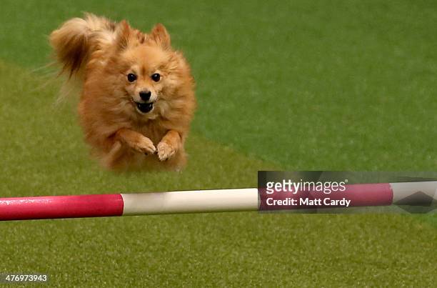 Small dog jumps over a fence in the Rescue Dog Agility show in the main arena on the first day of Crufts dog show at the NEC on March 6, 2014 in...
