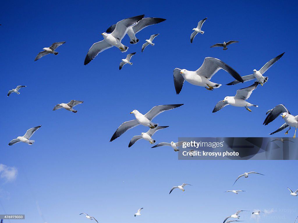 Gulls