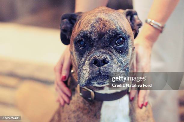 boxer dog looking straight - pedigree ford stock pictures, royalty-free photos & images