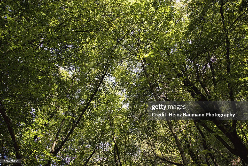 Beech forest, Sonvico, Ticino, Switzerland