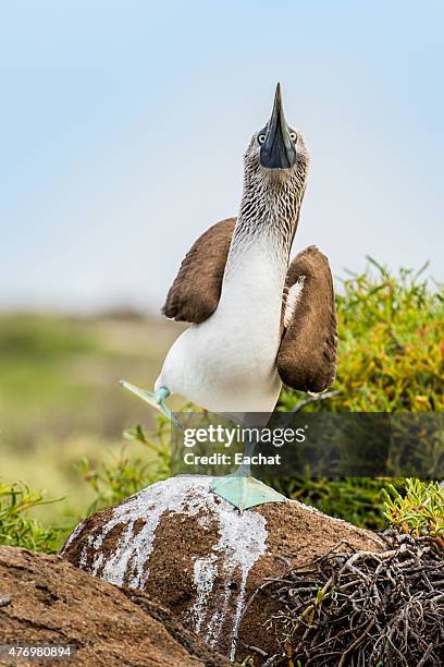 Male Blue-footed Booby bird dancing on a rock