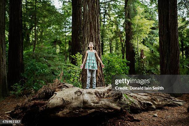 in the forest - new zealand forest stock pictures, royalty-free photos & images