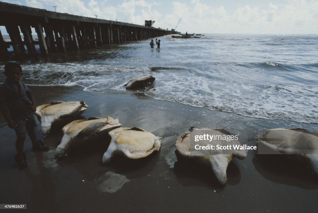 Beached Turtles