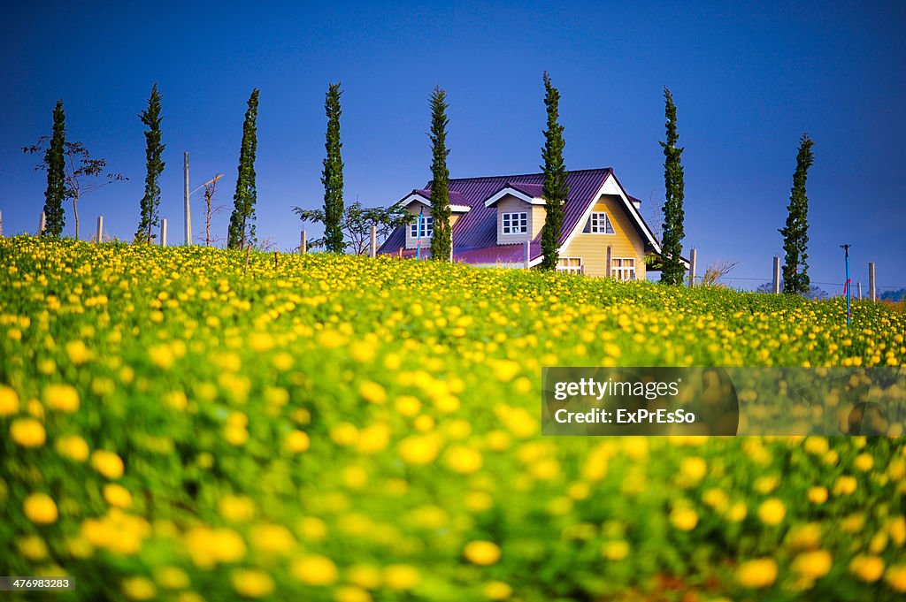 A weekend house on a yellow garden
