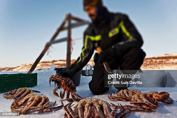 king crabs around kirkenes - pfeilschwanzkrebs stock-fotos und bilder