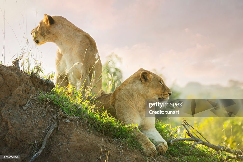 Lions im Krüger-Wildschutzgebiet