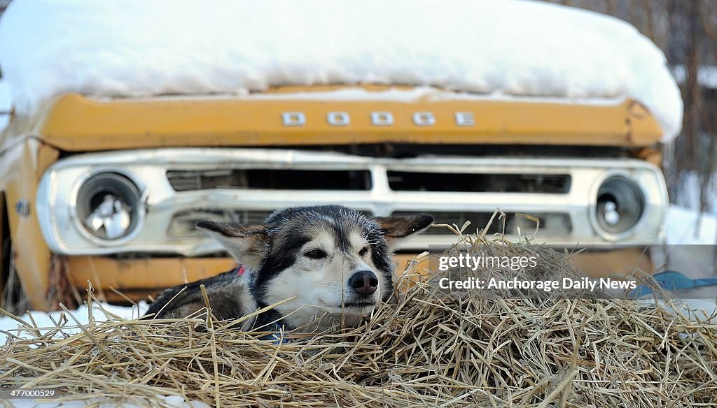 Iditarod