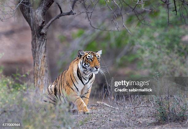 bengal tiger, india. - bengal tiger stock pictures, royalty-free photos & images