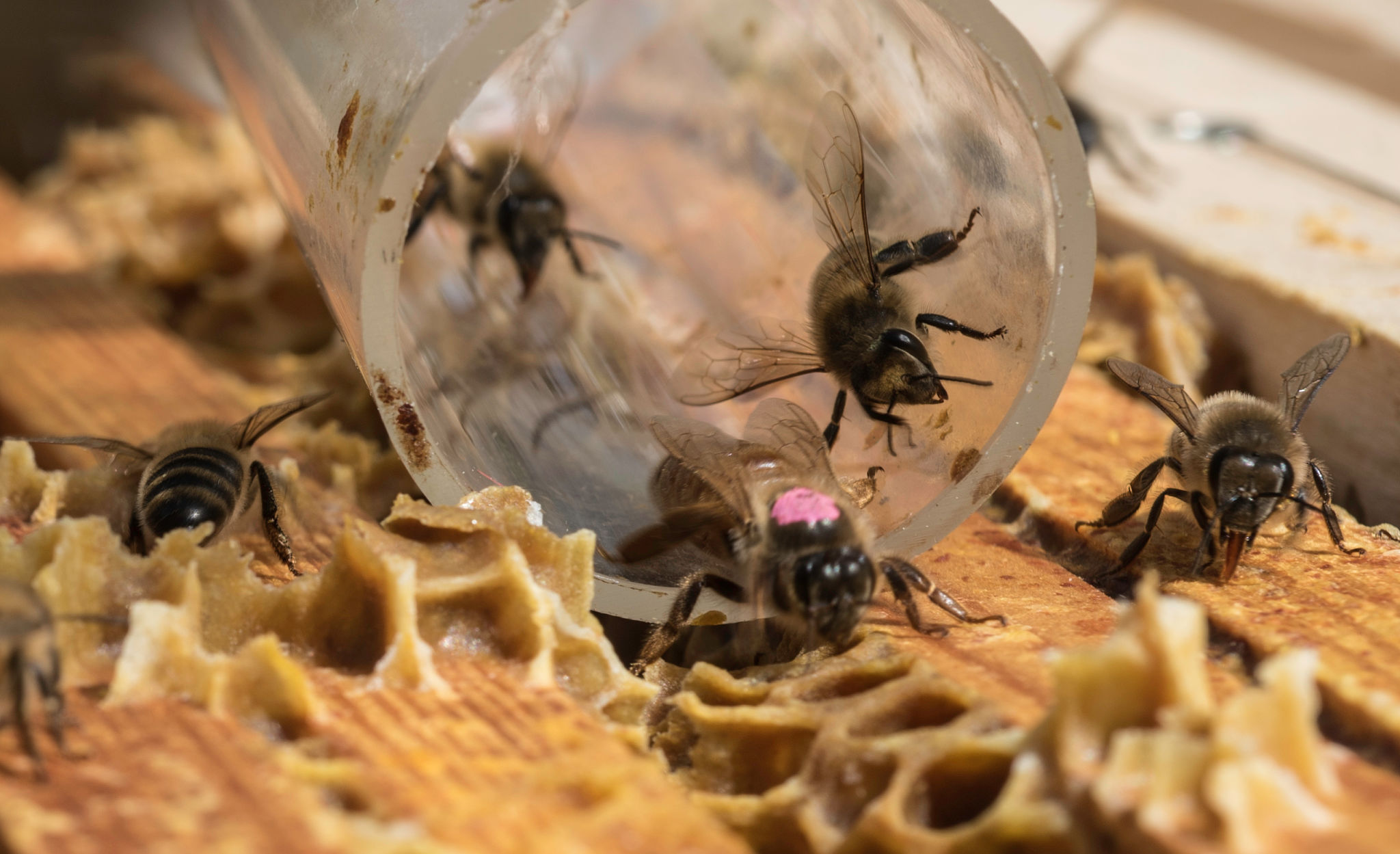 bee relocation