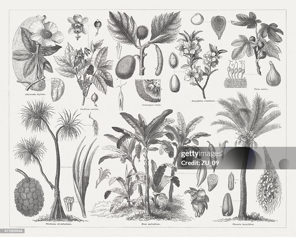 Food plants, wood engravings, published in 1877