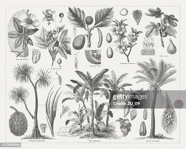 food plants, wood engravings, published in 1877 - guarana stock illustrations