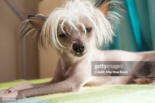 chinese crested dog - cão chinês de crista imagens e fotografias de stock