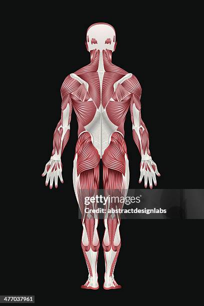 human muscular system - back - human anatomy organs back view stock illustrations